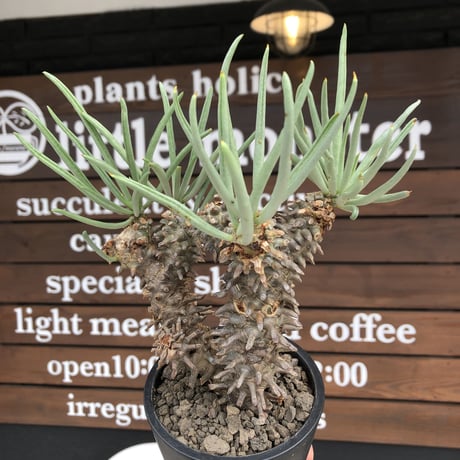 tylecodon  wallichii  和名＝奇峰錦《大きめM size》※現地球発根後店主管理5年株※美しく大きめで低重心良樹形な一株※ mad black pot植え