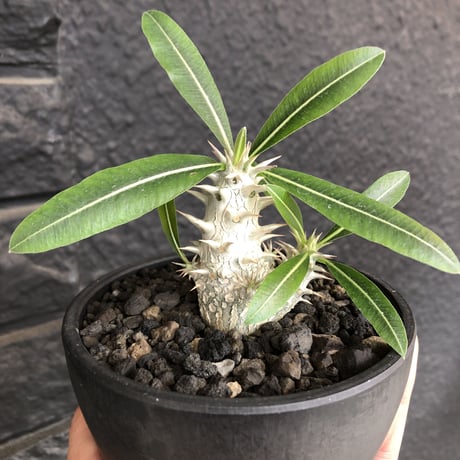packypodium inopinatum  littmon  seed🌱《大きめS size》※流通少なき枝数多きリトモン実生！白花オススメ株※mad black bowl pot植え※限定２株