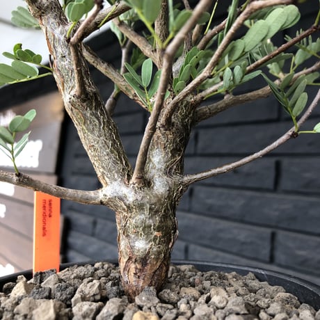 senna  meridionalis《 L size》※現地球発根済株※幹の色が濃くweightがlow仕立てによりコンパクトに纏まった大きめセンナ※mad black bowl pot植え