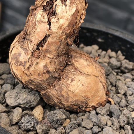 pelargonium triste《大きめM size》※現地球発根後店主国内管理1年株※特化したピーナッツ見たく表皮が朽くしきった艶あるツル肌を持つ一株※mad black pot植え