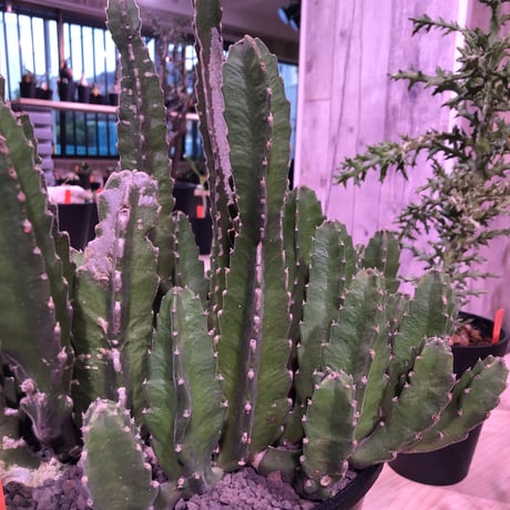 stapelia《XL size》