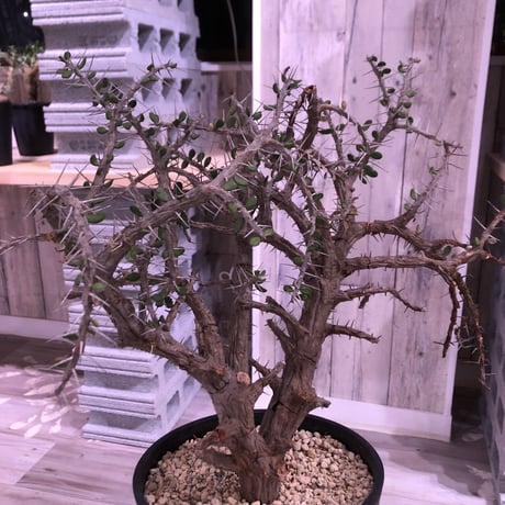 alluaudia    comosa《L L size》希少‼︎