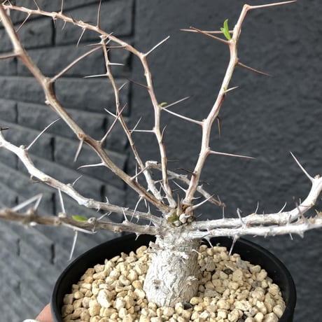 fouquieria    columnaris 観峰玉《S size》発根済み株