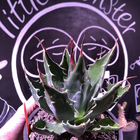 agave      montana