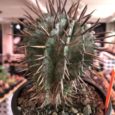 euphorbia horrida《大きめM size》※現地球株発根済※とびきりまん丸な可愛すぎる良樹形‼︎※mad black pot植え