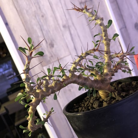 sarcocaulon  camdeboense《M  size》希少