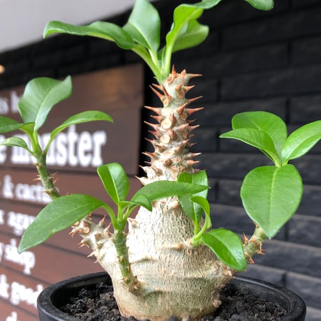 pachypodium windsorii《M size》※選抜littmon seed🌱※weight低き極めてぼってり株元&良枝振樹形※black pot植え
