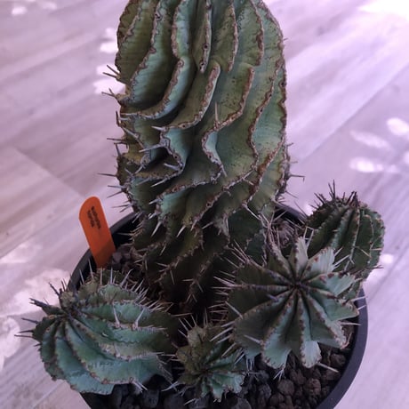 euphorbia    horrida《L  size》