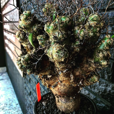 tylecodon    reticulatus《L L size》現地球発根済株※店主国内管理4年株※ヤバいほど太過ぎる株元に網目状な針の装い‼︎impact絶大※mad black pot植え
