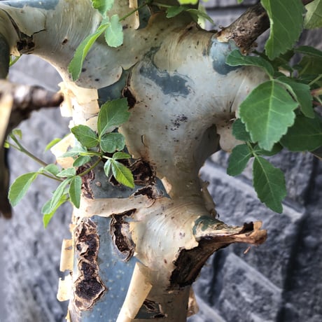 commiphora  holtziana《大きめLL size》驚愕‼︎極太株第3弾‼︎※現地球発根後店主国内管理3年株※渋さ佇まいが堪らない大株※brown marble bowl pot植え