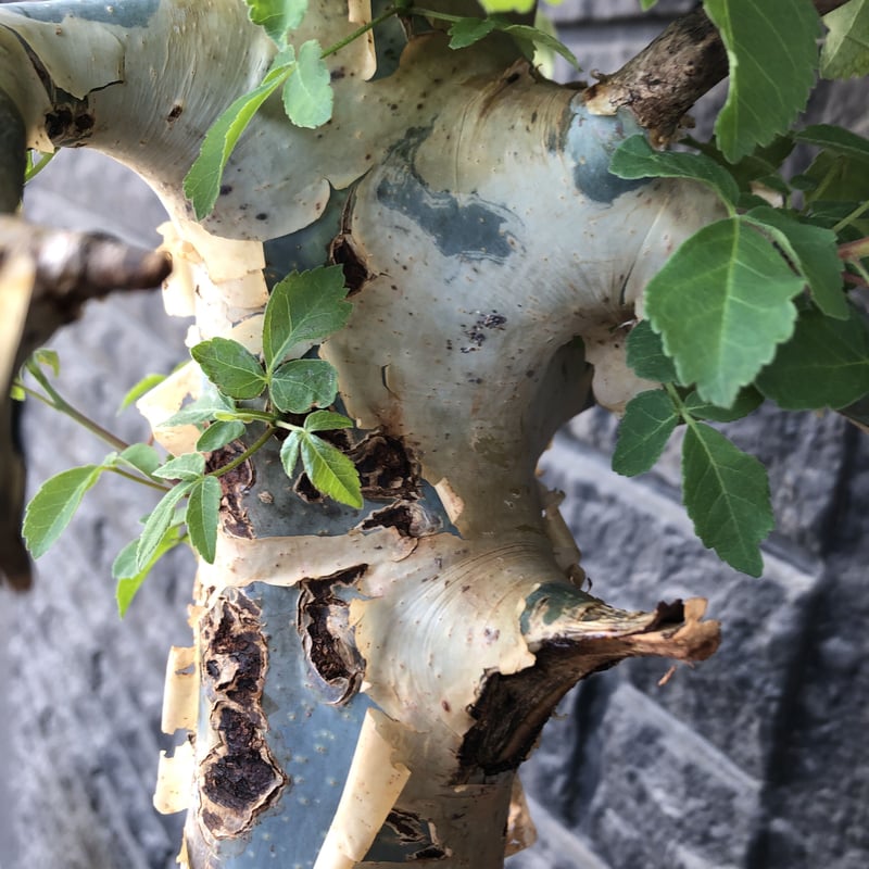 commiphora holtziana《大きめLL size》驚愕‼︎極太株第3弾‼︎※現