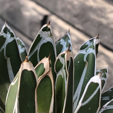 agave  笹の雪《小さめL size》※現地球発根後店主国内管理3年株※締まり&balanceも美しい良きサイズ感※mad black bowl pot植え