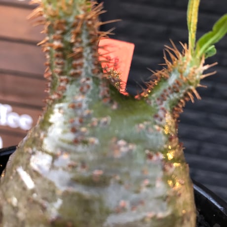 packypodium  gracilius《S size》※現地球発根済株※激希少green肌※店主国内管理2年株※短枝weight低く激まん丸株※mad black bowl pot植え