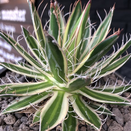 agave filifera ssp.schidigera班入り《大きめM size》※現地球発根後店主国内管理2年株※ボリューム感&美しさ&締まり良き一株※mad black bowl pot植え
