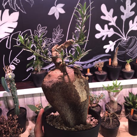 packypodium  bispinosum《M ~L size》sizeバラバラ