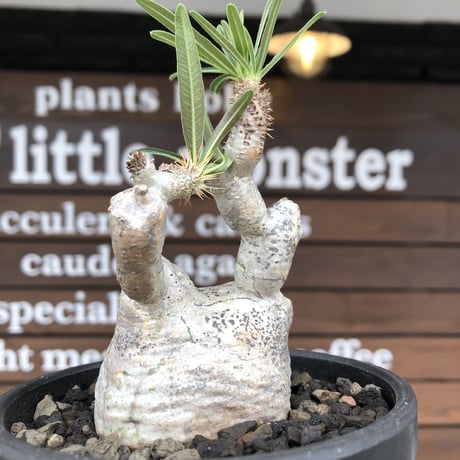 pachypodium gracilius《大きめS size》※希少‼︎白肌株※現地球発根後店主国内管理2年株※絶妙な捻くれ枝振り&美しい純白が堪らない※mad black bowl pot植え