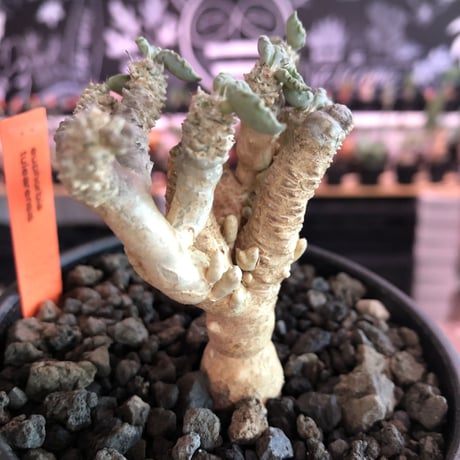 euphorbia tulearensis《小さめM size》※特に白味が強く美しい希少性激高ユーフォルビア‼︎balance良き将来有望株‼︎※mad black pot植え