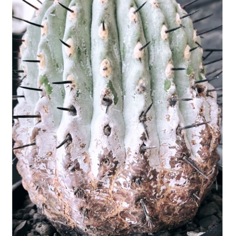 現地球 Copiapoa　コピアポア シネレア　黒王丸　自根 コピアポア シネレア 