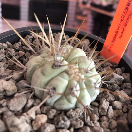 copiapoa   cinerea  長刺白棘黒王丸　✨W-he'd✨《小さめM size》激希少‼︎※現地球株カキ仔自根株‼︎※mad black bowl pot植え