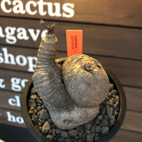 euphorbia  primulifolia 《L size》※現地球発根済株※店主国内管理4年株※ヤバい程ぼってりカタツムリ樹形のbig塊根を持つ激オススメ株‼︎※mad black pot植え
