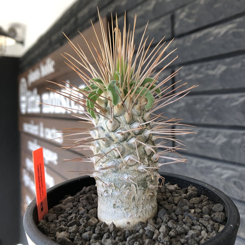 5月入荷 10粒 光堂 パキポディウム ナマクアナム 種子 種 証明書