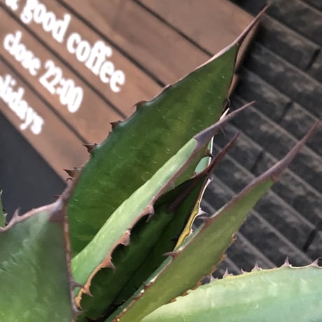 agave horrida《大きめL size》※現地球発根後店主国内管理3年株※締まり&樹形balance良き大きめホリダ※mad black bowl pot植え