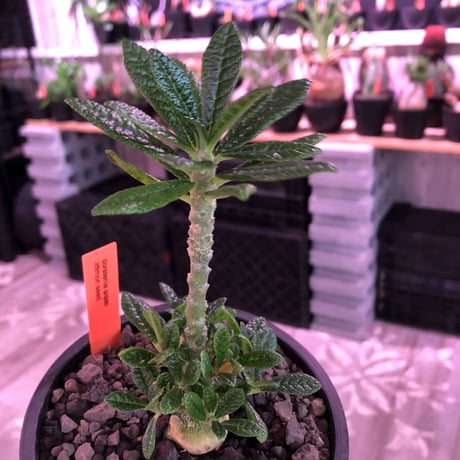 希少 dorstenia   gigas《M size》littmon  seed🌱4年株※大変良きぼってり株元＆良樹形balanceの将来有望ギガス※mad black pot植え