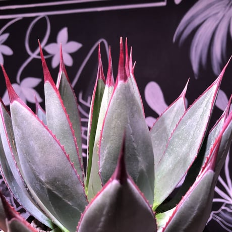 agave     blue ember
