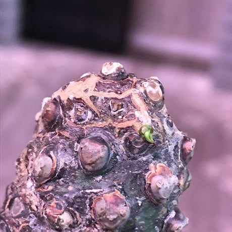 euphorbia   pachypodioides《大きめM size 》※ボコボコ肌＆個体差の赤肌ぼってり樹形‼︎葉の表がグリーンで葉裏色と紫花な魅力的‼︎※mad black pot植え