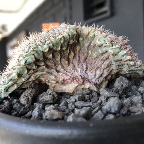 strombocactus 菊水《L size》※驚愕激希少‼︎現地球発根済株※店主国内管理7年株※実生菊水でなく希少性高さ現地球株の更にbigな綴化株‼︎※mad black pot植え