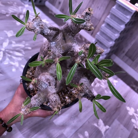 packypodium    inopinatum 《L size》発根済み株‼︎躍動感が半端ないイノピ