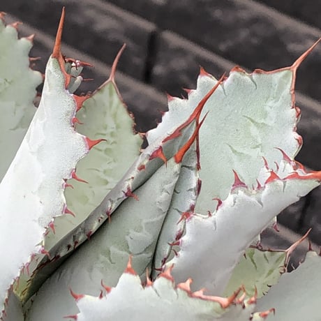 agave guadalajalana《L size》※現地球株発根済※大きめ且つ締まり良き美しい選抜株※mad black bowl pot植え
