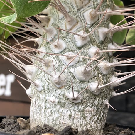 pachypodium namaquanum 光堂《大きめL size》littmon seed🌱※中々見かけないはずのサイズ感と美しい極白肌が堪らない一株※mad black pot植え