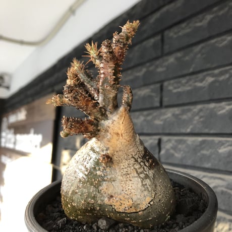 pachypodium gracilius《M size》極‼︎低重心ぼってり樹形※現地球発根後店主国内管理3年株※岩肌に当たり育った傷跡を持つぼってり樹形※mad black pot植え