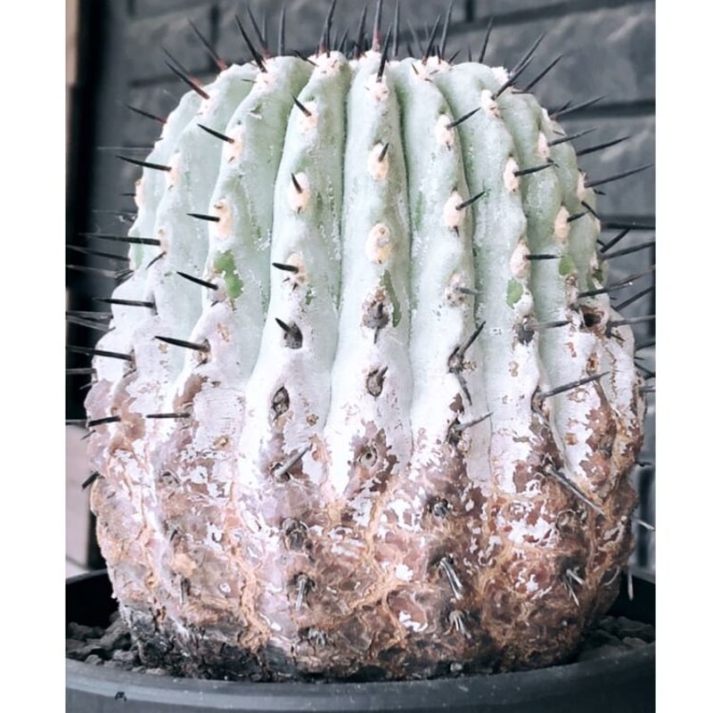 copiapoa cinerea 黒王丸《大きめL size》激希少※現地球発根後 copiapoa cinerea 黒王丸《大きめL size》激希少※現地球発根後