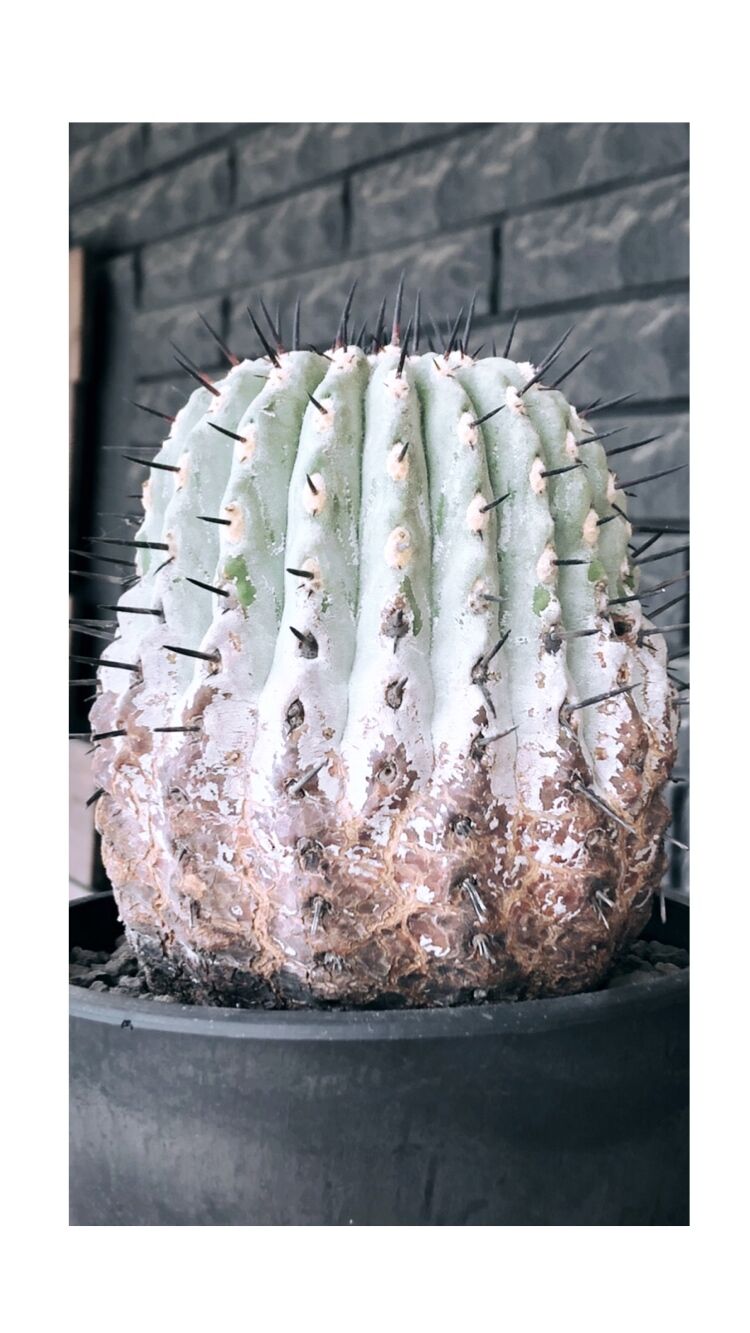 copiapoa cinerea 黒王丸《大きめL size》激希少※現地球発根後店主国内