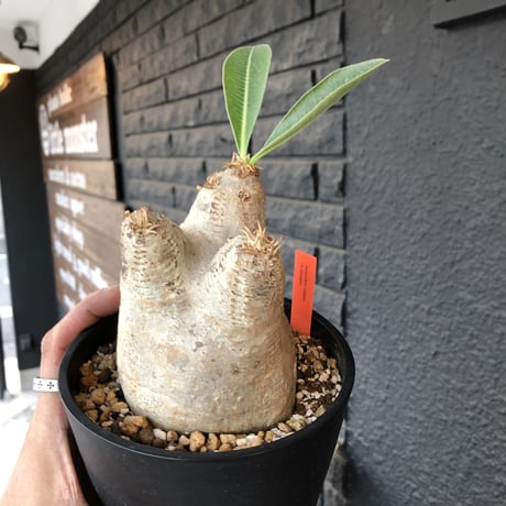 packypodium    roslatum var. eburneum（M size）※発根済み