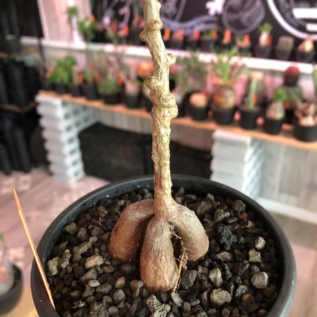 opercullicarya  packypus   littmon  seed🌱 《7年株》幹も太く‼︎ボコボコも強く出た立体樹形balanceも良きパキプス※mad black pot植え