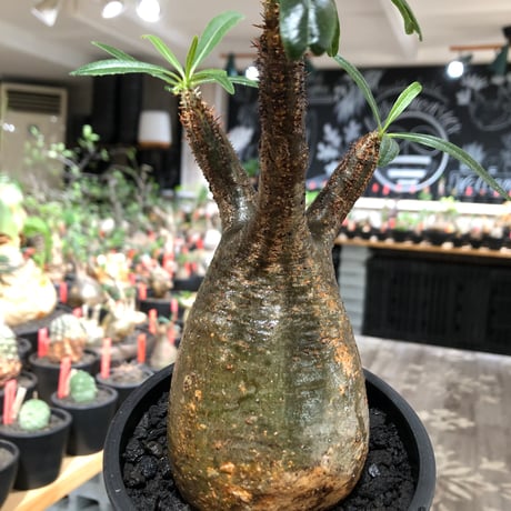pachypodium gracilius《大きめM size》※現地球株発根済※うっすらgreen肌と生き様感じる株元の傷みも味深く整った樹形の一株‼︎※black pot植え