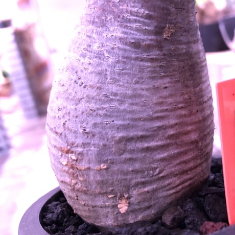 packypodium  gracilius《大きめS  size》※現地球発根済み株‼︎  ※落葉しても樹形の良さは健在‼︎※mad black pot植え※限定１株