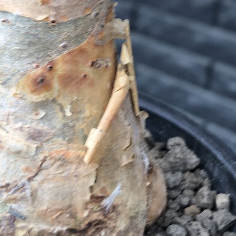cyphostemma currori《大きめM size》希少種※現地球発根後店主国内管理4年株※ひび割れた立体ボコボコ表皮&ぼってり樹形が堪らない一株※mad black pot植え