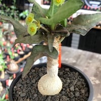 euphorbia francoisii《大きめS size》※現地球株発根済※稀なほど美しい白さと愛らし過ぎるまん丸ボディーが堪らない‼︎花付きも良き一株※black bowl pot植え