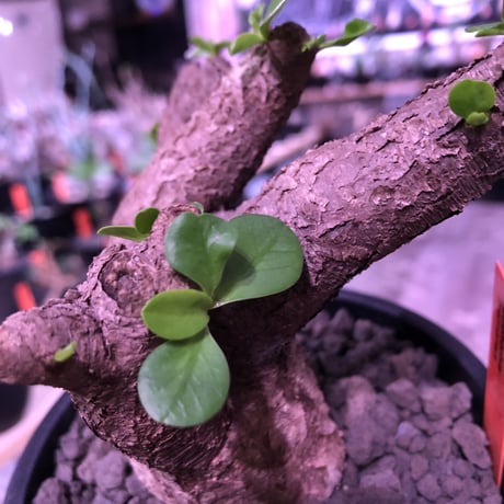 euphorbia  itremensis 《大きめM size》個体差の激しい樹形とmad質な葉&表皮colorが魅力で堪らない人気者※mad black pot植え