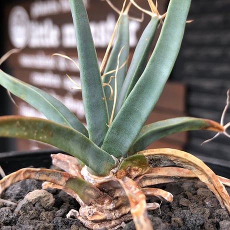 leuchtenbergia  principis 晃山《S size》※現地球株発根済※小振りながらも味深く強靭で育てやすい一属一種の有望株※black bowl pot植え