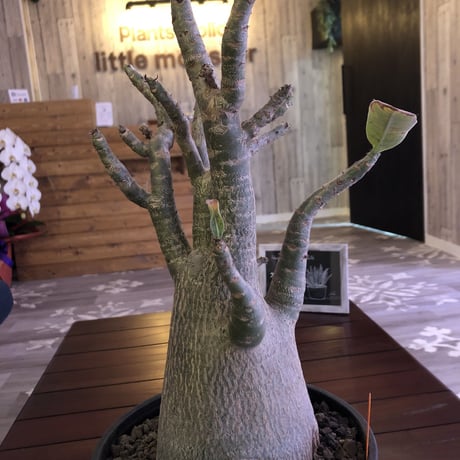 adenium   arabicum