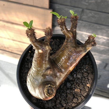 pachypodium  cactipes《M size》極赤肌株※現地球発根済株※店主国内管理4年株※極赤味が強く自己主張強きカクチペス‼︎存在感抜群な選抜株※mad black pot植え