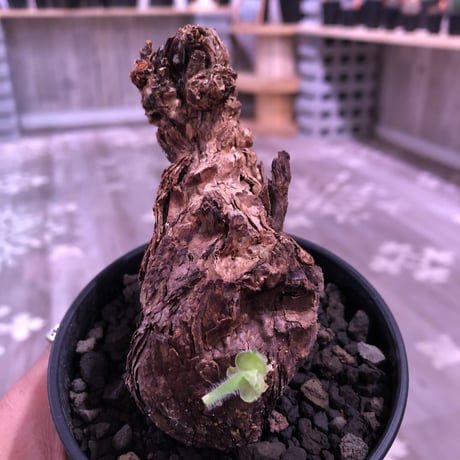 pelargonium  triste《M size》