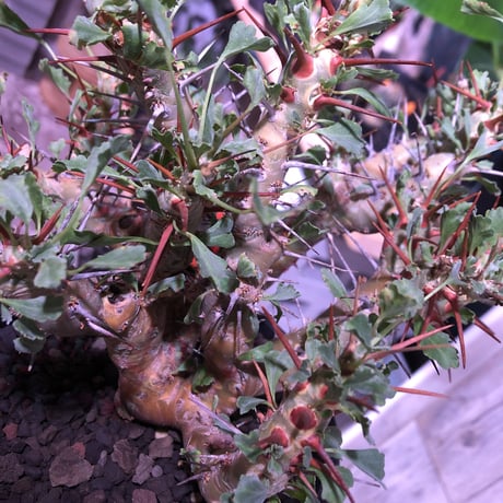 sarcocaulon   crassicaule《L  size》※冬型caudex‼︎   ※mad  black  pot植え