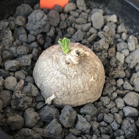 pentagonanthus grandiflorus ssp.glabrescens《S size 》※現地球発根後店主国内管理2年株※激希少種‼︎可愛すぎるサイズ※mad black pot植え