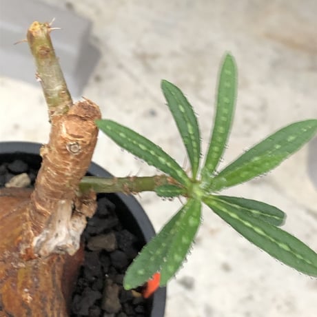 pachypodium succulentum 《M size》※現地球株発根済※サキュレンタムらしからぬ濃いめの肌に整った丸み強き良樹形が堪らない‼︎※mad black pot植え